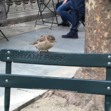 ציפור דרור על ספסל של בריאנט פארק